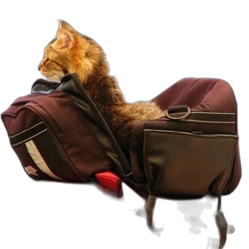 jacket, staff, animal, furniture transparent PNG cut-out
