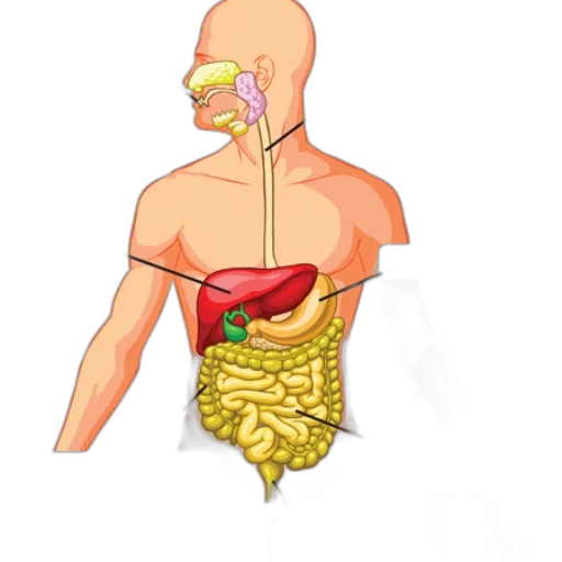 food, jewelry, anatomical, illustration transparent PNG cut-out