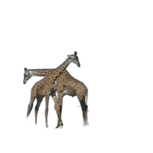 jewelry, animal, crown, furniture transparent PNG cut-out