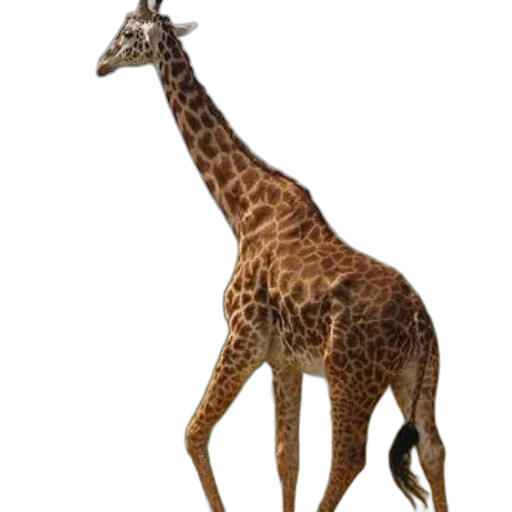 animal, creature, staff, weapon transparent PNG cut-out