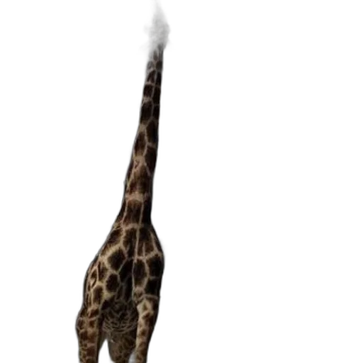 animal, creature, staff, weapon transparent PNG cut-out