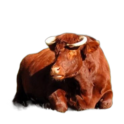 animal, face, creature, food transparent PNG cut-out