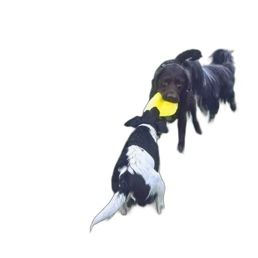 animal, staff, hair, crown transparent PNG cut-out