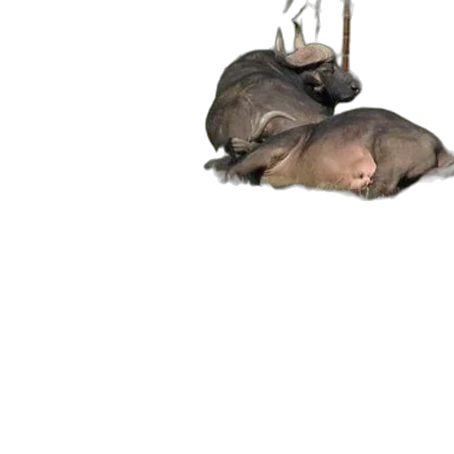animal, creature, staff, hat transparent PNG cut-out