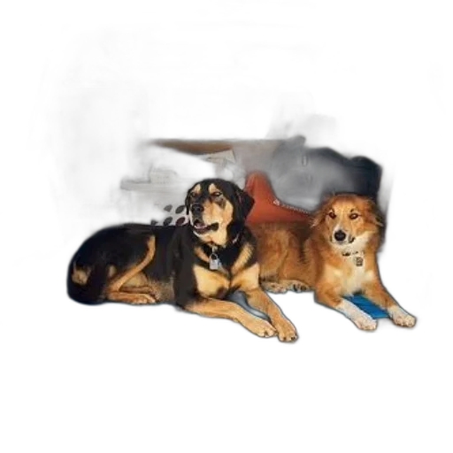 animal, watercolor, concept art, pixel art transparent PNG cut-out