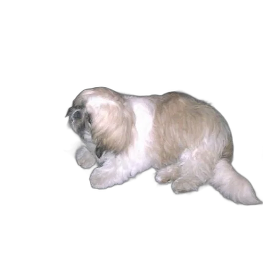animal, creature, staff, hair transparent PNG cut-out