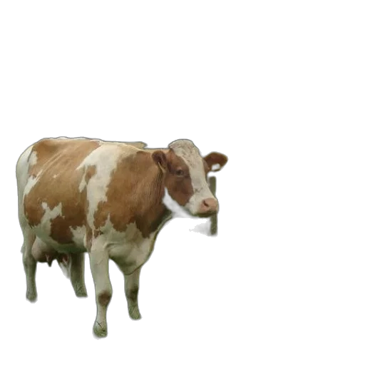 animal, creature, food, robot transparent PNG cut-out