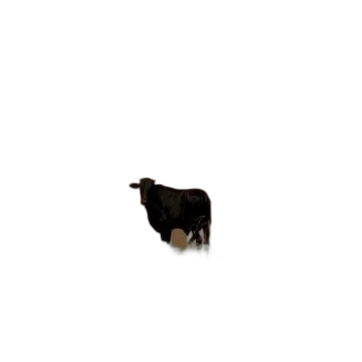 animal, creature, hair, food transparent PNG cut-out