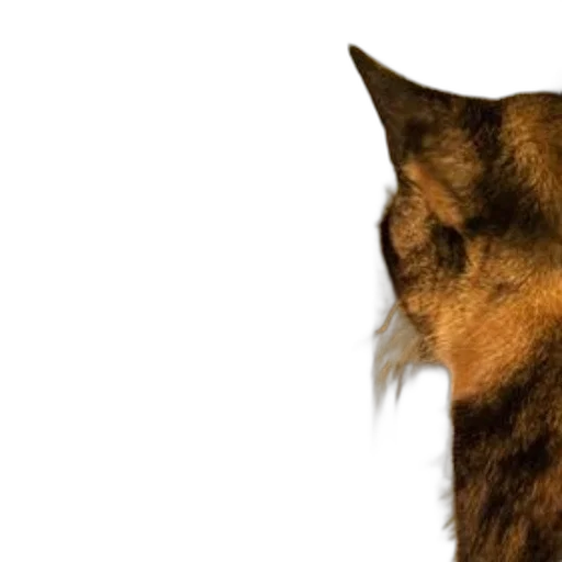 animal, face, staff, creature transparent PNG cut-out