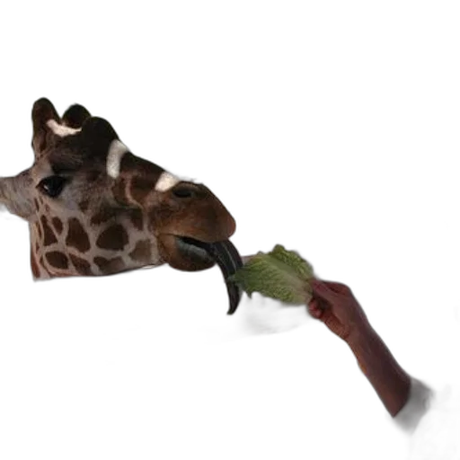 animal, umbrella, staff, food transparent PNG cut-out
