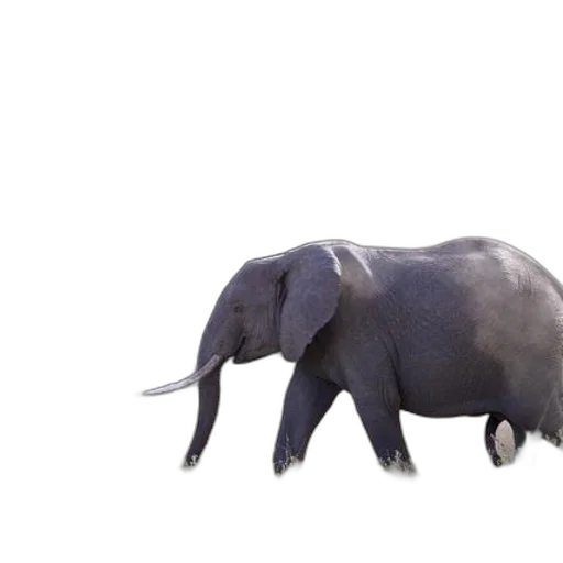 animal, creature, weapon, hat transparent PNG cut-out