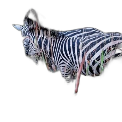 animal, creature, jewelry, hat transparent PNG cut-out