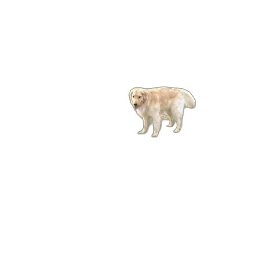 animal, creature, staff, hair transparent PNG cut-out
