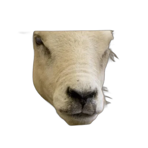 animal, face, mask, creature transparent PNG cut-out