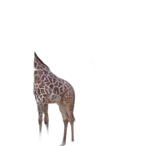 animal, creature, staff, crown transparent PNG cut-out