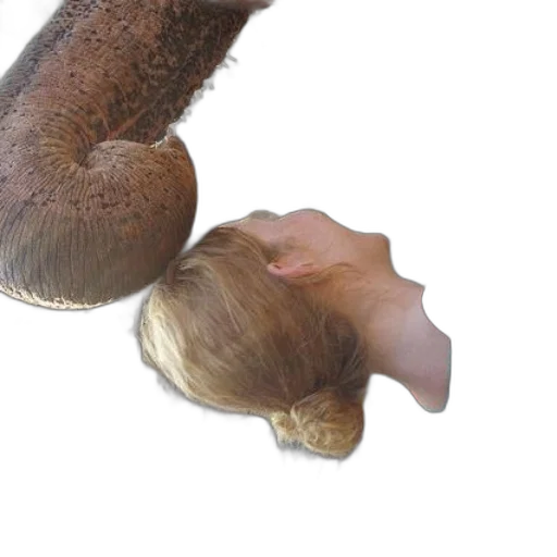 hair, animal, creature, hat transparent PNG cut-out