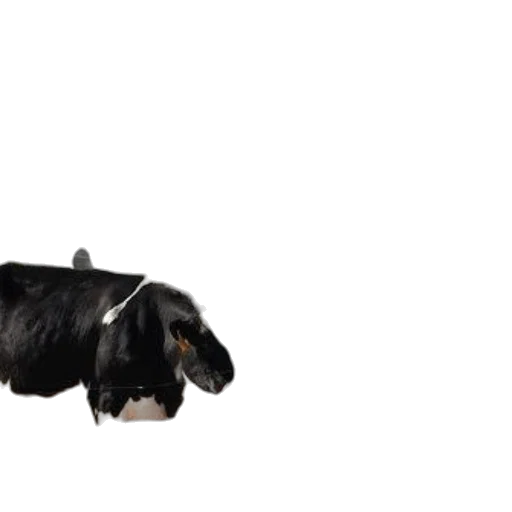 animal, hair, creature, staff transparent PNG cut-out