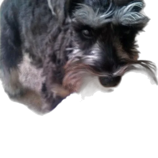 animal, creature, hair, face transparent PNG cut-out
