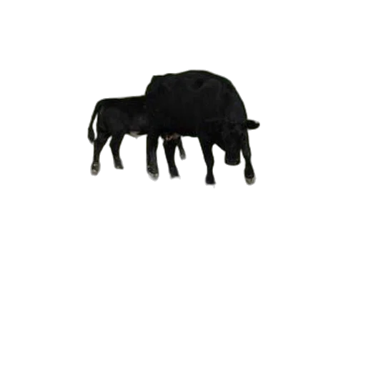 furniture, animal, hat, hair transparent PNG cut-out