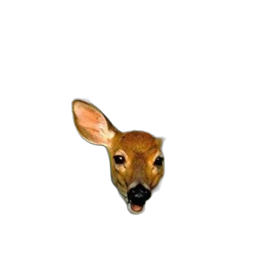 animal, creature, mask, face transparent PNG cut-out