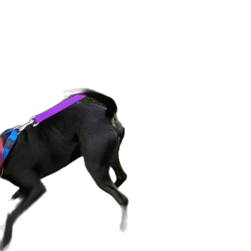 animal, creature, robot, staff transparent PNG cut-out