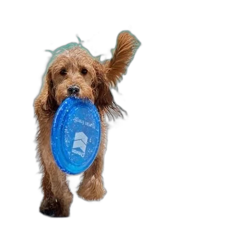 staff, hat, animal, umbrella transparent PNG cut-out