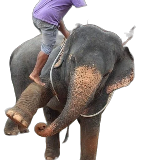animal, creature, 3d render, photorealistic transparent PNG cut-out