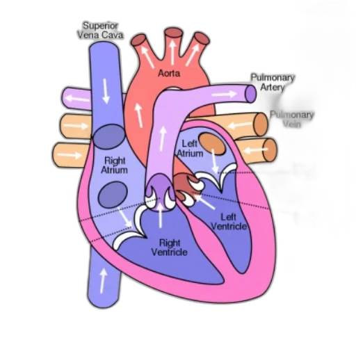 anatomical, diagram, human, heart transparent PNG cut-out