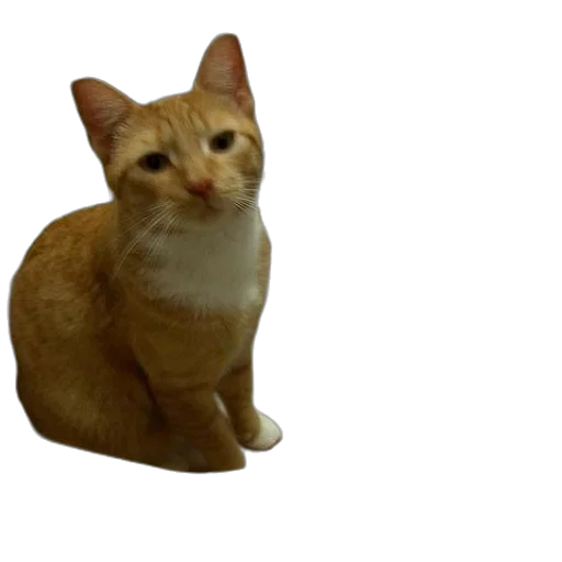 animal, staff, creature, face transparent PNG cut-out