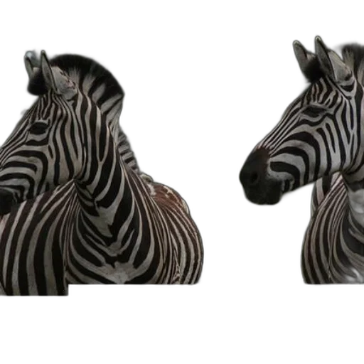 jewelry, animal, 3d render, photorealistic transparent PNG cut-out