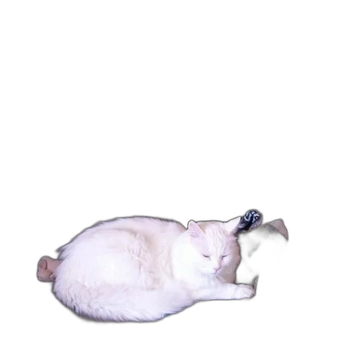 animal, creature, staff, hat transparent PNG cut-out