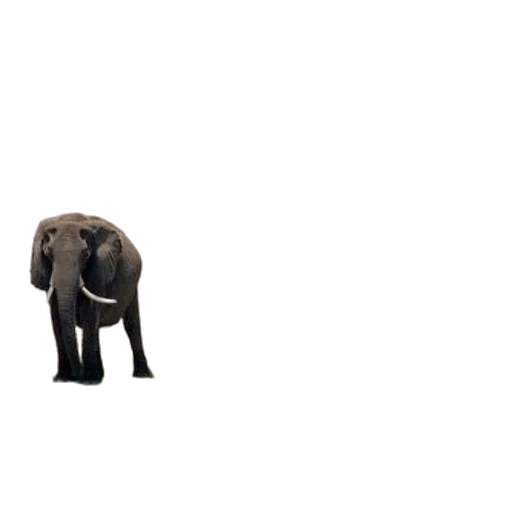 animal, creature, furniture, weapon transparent PNG cut-out