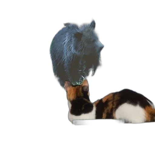 animal, creature, shoes, hat transparent PNG cut-out