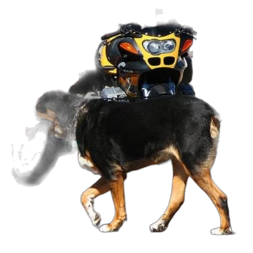 animal, robot, creature, mask transparent PNG cut-out