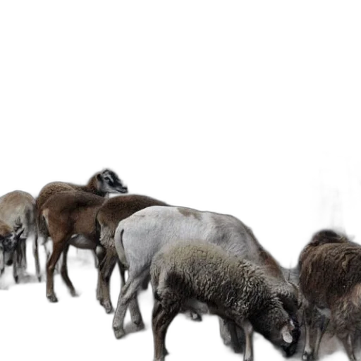 animal, concept art, group, sheep transparent PNG cut-out
