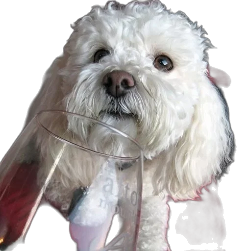 umbrella, animal, staff, bottle transparent PNG cut-out