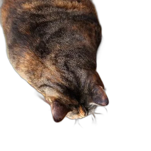 animal, creature, staff, face transparent PNG cut-out
