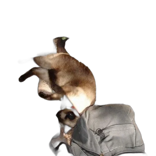 animal, shoes, hat, creature transparent PNG cut-out