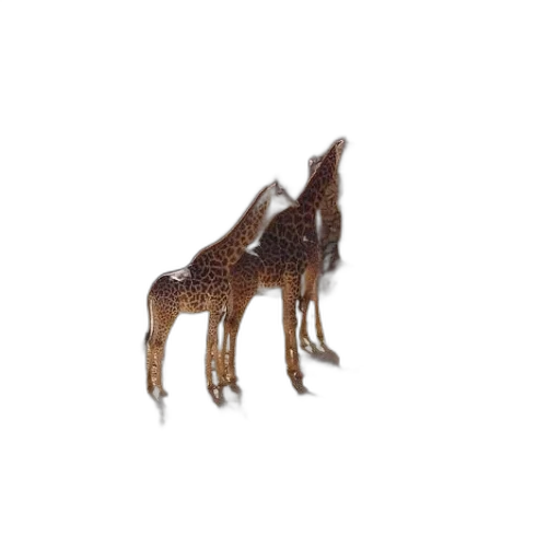 animal, creature, staff, hair transparent PNG cut-out