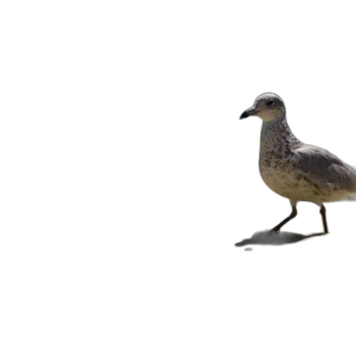 animal, creature, shoes, staff transparent PNG cut-out