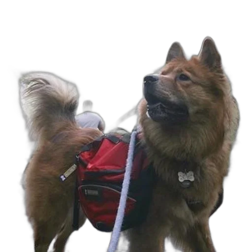 staff, animal, creature, jacket transparent PNG cut-out