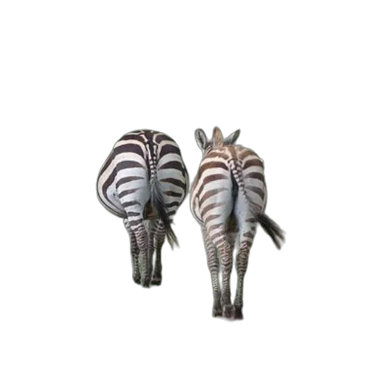 animal, creature, jewelry, furniture transparent PNG cut-out