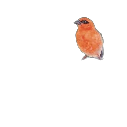 animal, creature, food, weapon transparent PNG cut-out