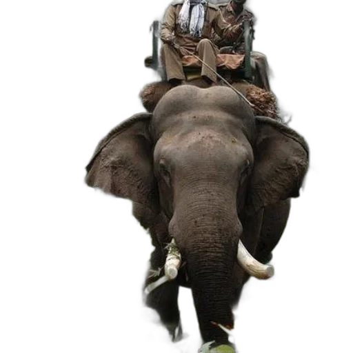animal, creature, shoes, staff transparent PNG cut-out