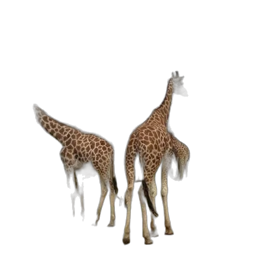 animal, creature, hat, staff transparent PNG cut-out