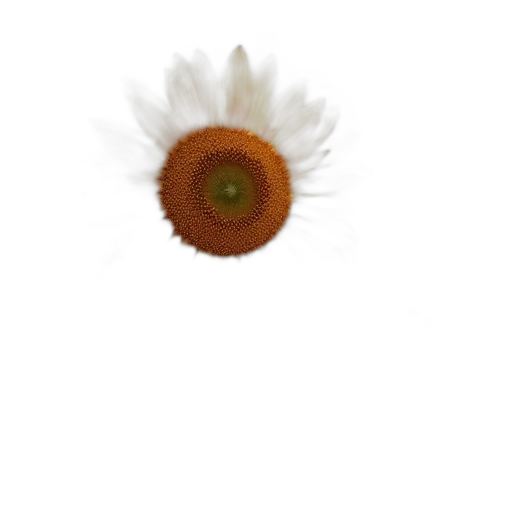 flower, crown, jewelry, hat transparent PNG cut-out