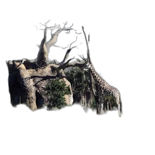tree, dragon, animal, creature transparent PNG cut-out