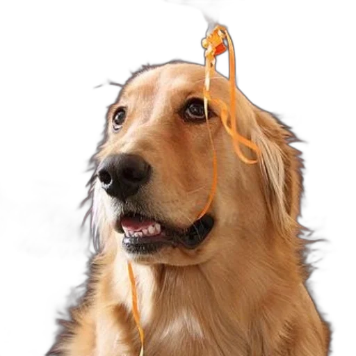 hat, crown, staff, animal transparent PNG cut-out