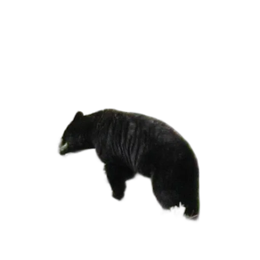 animal, hair, creature, staff transparent PNG cut-out