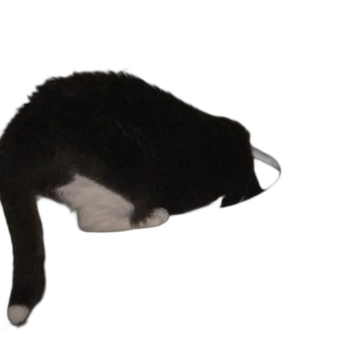 staff, hat, animal, creature transparent PNG cut-out